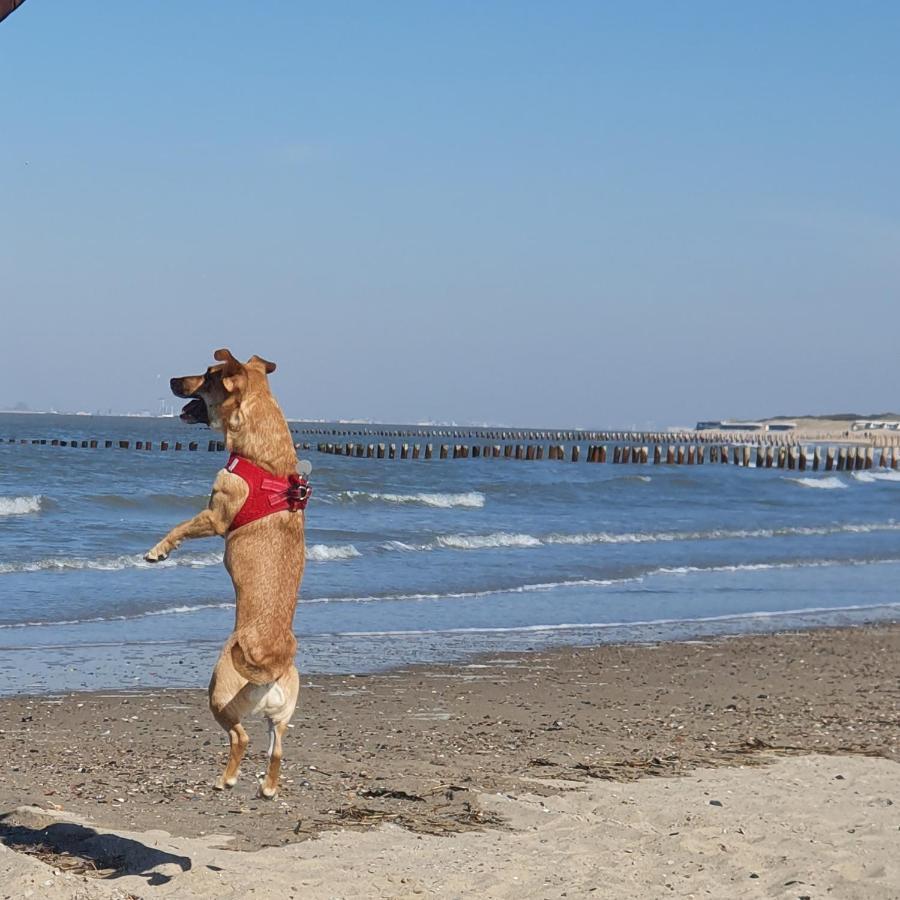 Vakantiehuis Bonnies & Duinnest